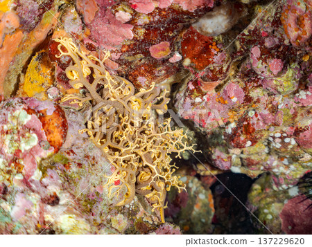 A mysterious and beautiful large starfish (starfish family). Its tentacles move in undulating motions. Nakagi Hirizo Beach, Minamiizu-cho, Kamo-gun, Izu Peninsula 137229620