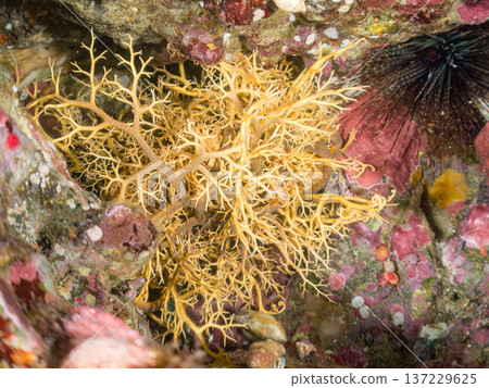 A mysterious and beautiful large starfish (starfish family). Its tentacles move in undulating motions. Nakagi Hirizo Beach, Minamiizu-cho, Kamo-gun, Izu Peninsula A mysterious and beautiful large starfish (starfish family). Its tentacles move in undulating motions. Nakagi Hirizo Beach, Minamiizu-cho, Kamo-gun, Izu Peninsula 137229625