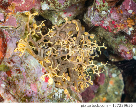 一隻巨大而神秘美麗的白頂鶴（海星科）。 觸手動了。伊豆半島加茂郡南伊豆町中木広濱 137229636