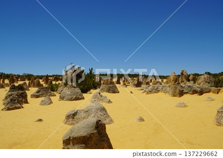 Pinnacles Desert Landscape, Western Australia Pinnacles Desert Landscape, Western Australia 137229662