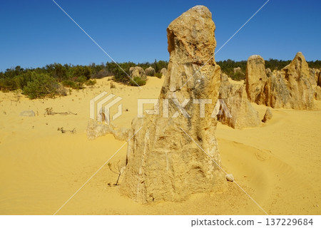 Pinnacles Desert Landscape, Western Australia Pinnacles Desert Landscape, Western Australia 137229684