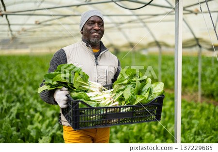 Male farmer harvests chard along with other workers 137229685