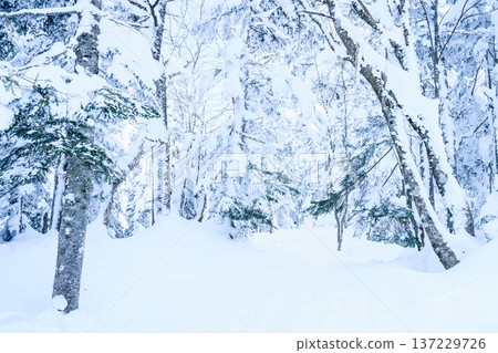 Gifu Prefecture Snowy Mountains Gifu Prefecture Snowy Mountains 137229726