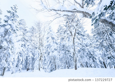岐阜縣雪山 岐阜縣雪山 137229727