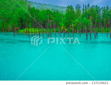 Shirogane Pond Shirogane Pond 137229821