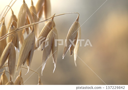 Close-Up of Ripe Oat Grain Heads Hanging in Soft Light, Agricultural Harvest Macro Detail Close-Up of Ripe Oat Grain Heads Hanging in Soft Light, Agricultural Harvest Macro Detail 137229842