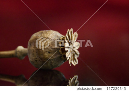 Dried Poppy Seed Pod Macro With Reflection On Dark Red Background, Botanical Still Life Study Dried Poppy Seed Pod Macro With Reflection On Dark Red Background, Botanical Still Life Study 137229843