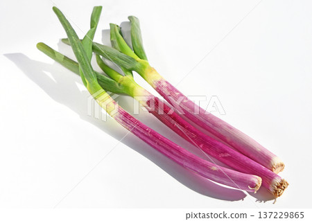 青蔥（紅洋蔥） 137229865