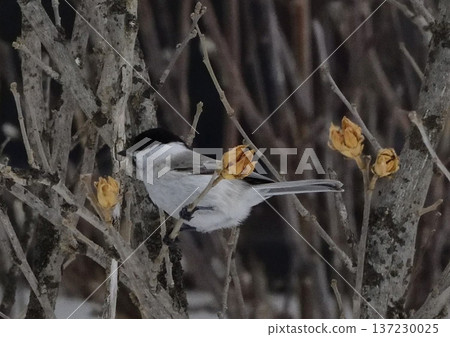 Willow tit Willow tit 137230025