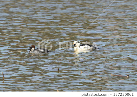 Miko Aisa couple 137230061