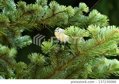A goldcrest perched on a pine branch 137230066