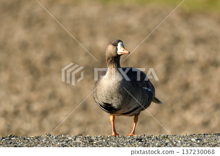 Portrait of a Greater White-fronted Goose Portrait of a Greater White-fronted Goose 137230068