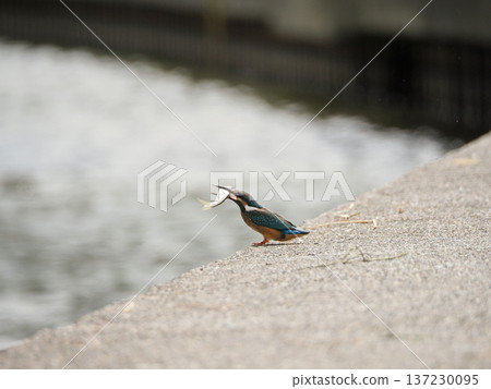 A kingfisher with a fish A kingfisher with a fish 137230095
