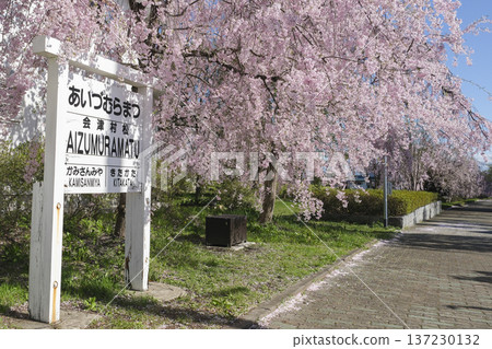 Magnificent weeping cherry trees along the abandoned Nicchu Line Magnificent weeping cherry trees along the abandoned Nicchu Line 137230132