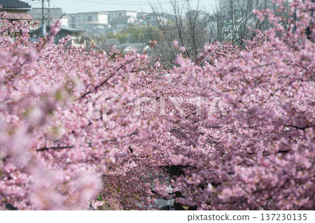 Kawazu cherry blossoms in Miyamae Ward, Kawasaki City Kawazu cherry blossoms in Miyamae Ward, Kawasaki City 137230135