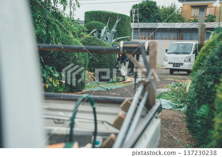 pruning, male, males 137230238