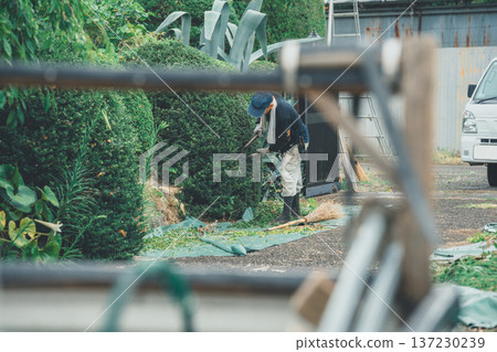 pruning, male, males 137230239