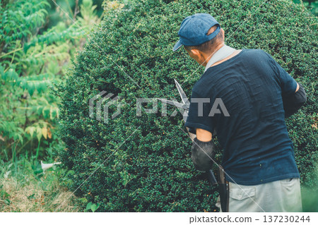 pruning, gents, male 137230244