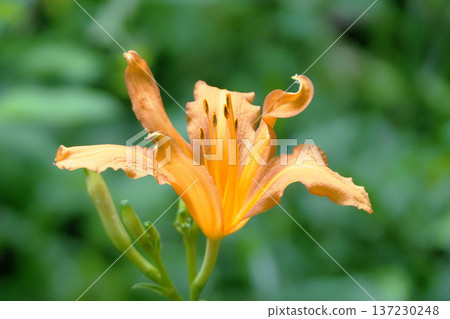 Nokanzu的花 Nokanzu的花 137230248