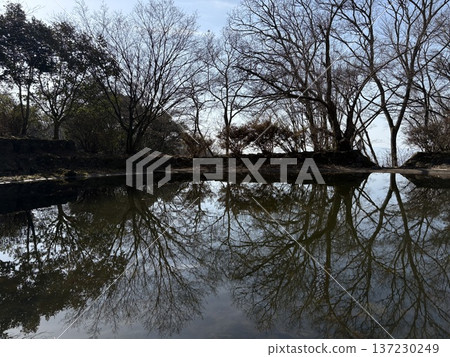 pond with trees 137230249