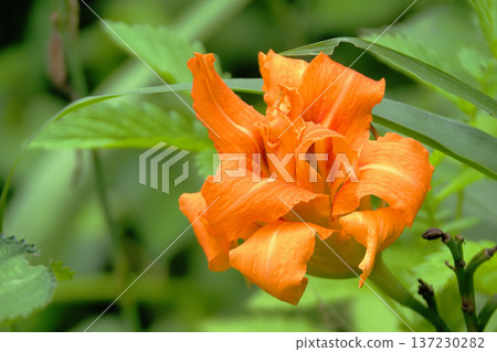 Yellow peach flower 137230282