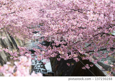 Kawazu cherry blossoms in Miyamae Ward, Kawasaki City Kawazu cherry blossoms in Miyamae Ward, Kawasaki City 137230288
