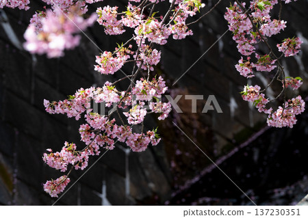 川崎市宮前區河津櫻花 137230351