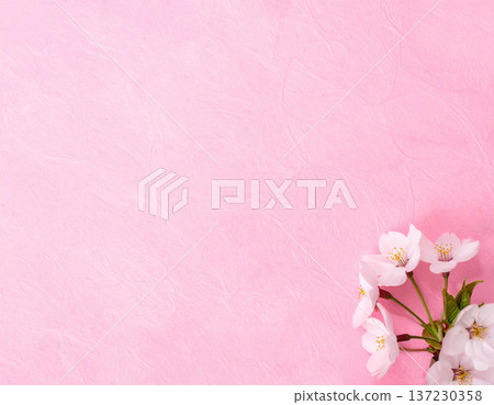 Sakura flowers and pink background material Spring Sakura flowers and pink background material Spring 137230358