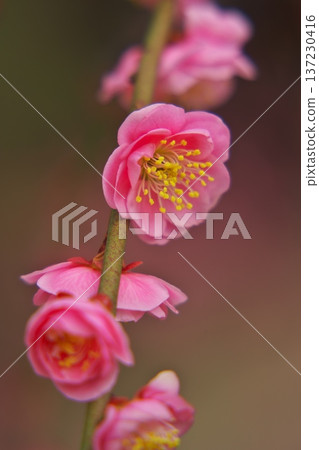 三重縣津市雪神社的冬梅花盛開 137230416