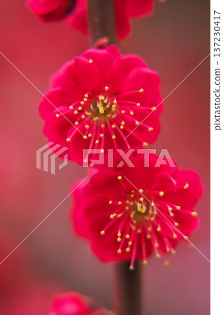 三重縣津市雪神社的鹿兒島紅花盛開 三重縣津市雪神社的鹿兒島紅花盛開 137230417