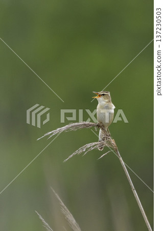 黑眉葦鶯 137230503