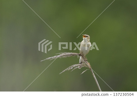 黑眉葦鶯 137230504