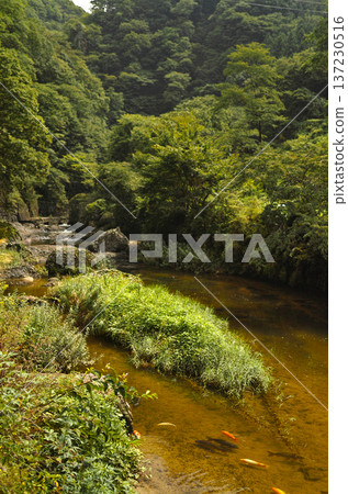 Nishikigoi swimming in the Kuji River in early autumn 137230516