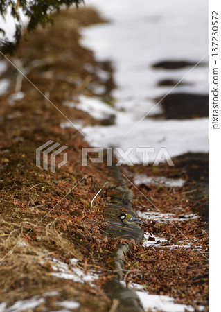 Great tit Great tit 137230572
