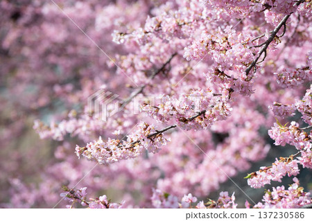 Kawazu cherry blossoms in Miyamae Ward, Kawasaki City Kawazu cherry blossoms in Miyamae Ward, Kawasaki City 137230586