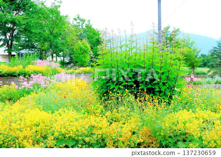 北海道遊記 八月大雪森林花園 北海道花園 137230659