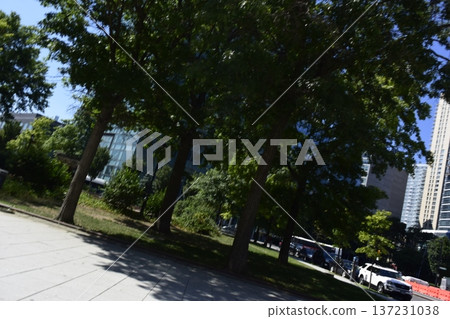 Trees in the city of New York, USA Trees in the city of New York, USA 137231038