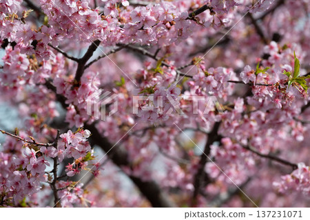 Kawazu cherry blossoms in Miyamae Ward, Kawasaki City Kawazu cherry blossoms in Miyamae Ward, Kawasaki City 137231071