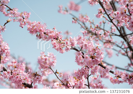 Kawazu cherry blossoms in Miyamae Ward, Kawasaki City 137231076