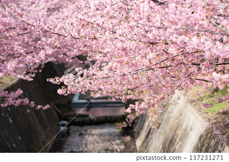 川崎市宮前區河津櫻花 川崎市宮前區河津櫻花 137231271