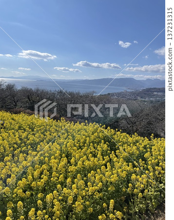 強姦Azumayama的花朵 137231315