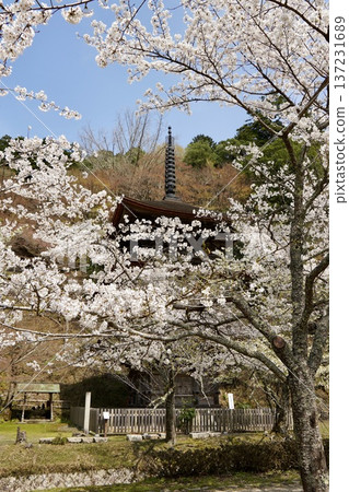 Cherry blossom 137231689