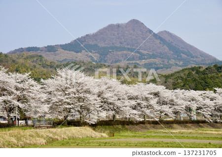 Landscape with Tango Fuji and cherry blossoms Landscape with Tango Fuji and cherry blossoms 137231705