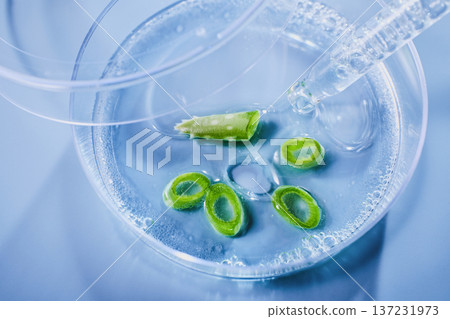 Petri dish with aloe vera ingredients and pipettes for biochemical cosmetic research 137231973