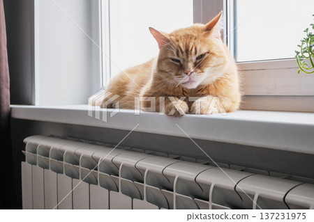 Ginger cat resting on warm window sill above radiator. Winter warmth concept Ginger cat resting on warm window sill above radiator. Winter warmth concept 137231975