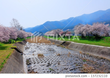 鮎川河畔的櫻花,須坂市的櫻花,信州的景色 鮎川河畔的櫻花,須坂市的櫻花,信州的景色 137232110