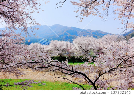 鮎川河畔的櫻花，須坂市的櫻花，信州的景色 137232145