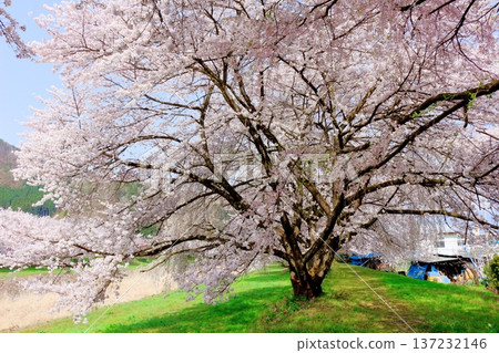 鮎川河畔的櫻花，須坂市的櫻花，信州的景色 137232146