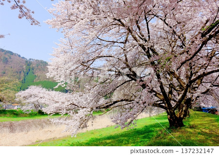 鮎川河畔的櫻花,須坂市的櫻花,信州的景色 鮎川河畔的櫻花,須坂市的櫻花,信州的景色 137232147