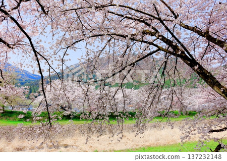 鮎川河畔的櫻花，須坂市的櫻花，信州的景色 137232148